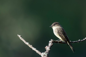 An Eastern Phoebe perched on a dead branch in the bright sun with a smooth green background.
