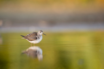 A Lesser Yellowlegs ruffles its feathers while standing in shallow water with its reflection and a smooth yellow foreground and background.