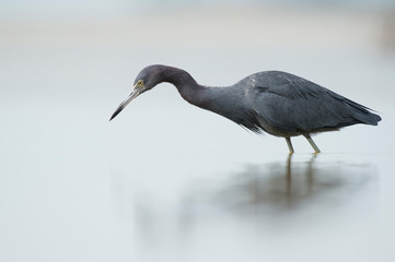 A Little Blue Heron stands in shallow water in soft light with light water as it stalks for food.
