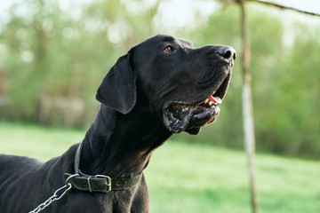 black labrador dog