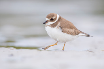 A Semipalmated Plover walking on light wet sand in soft overcast light with its orange legs.