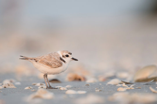 A tiny and cute Snowy Plover stands on a sandy beach with shells in the early morning soft sunlight.