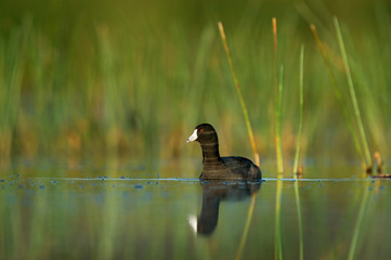 An American Coot floats in the calm water with bright green grasses in the background in the early morning sunlight.