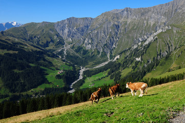 Fototapeta na wymiar Cows running around in the Hiking region Adelboden, in the Bernese Oberland of the swiss alps