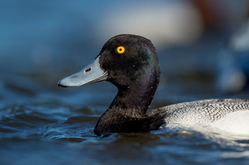 A Lesser Scaup Swims in the bright blue water on a sunny day with a smooth blue background and its vibrant yellow eye standing out.