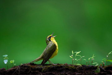 A Kentucky Warbler sings out loudly perched on a log with small green leaves with a smooth green...