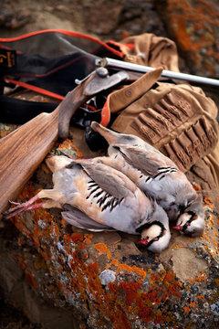 Two dead chuckers with hunting gear
