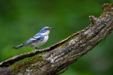 A bright blue Cerulean Warbler perched on a heavy textured log with moss and a smooth green...