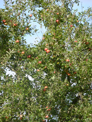 pommier