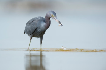 A Little Blue Heron holds a fish in its beak in shallow water with a smooth background in soft light.