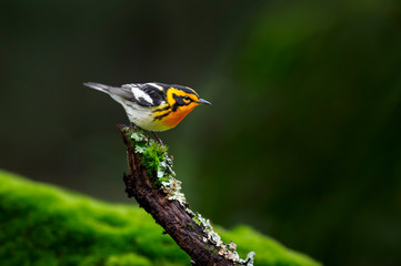 A bright orange and black Blackburnian Warbler perched on a branch coverd in lichen and moss with a dark background.