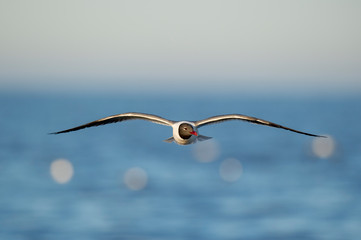 A Laughing Gull flies head on gliding with the water and sky out of focus behind it in the bright sunlight.