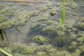  frogs swim in the swamp