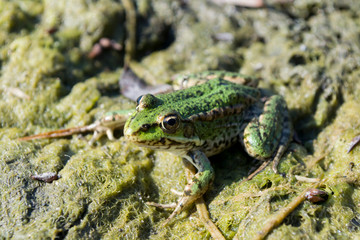  green frog on an oozy surface