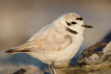 A close-up of a small and cute Snowy Plover in soft golden sunlight.