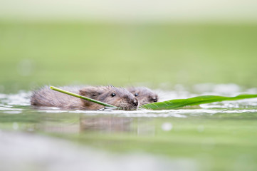 A brown Muskrat swims in the water with a big piece of green plant in its mouth