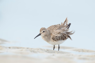 A light gray Dunlin ruffles its feathers in light wet sand in soft light with a smooth background.