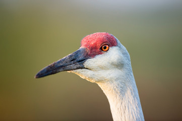 A detailed close portrait of a Sandhill Crane with its bright orange eye standing out with a smooth green background.