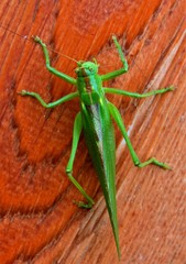 An Acridomorpha green insect in close up