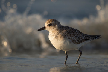 A Black-bellied Plover in shallow water with a wave crashing behind it in early golden sunlight.