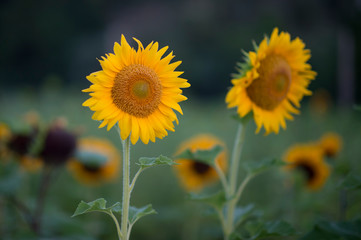 A pair of tall yellow sunflowers with small sunflowers out of focus in the background.