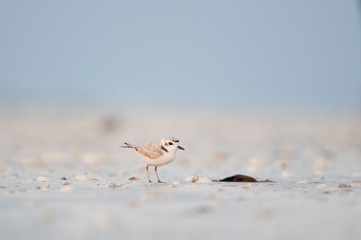A small cute Snowy Plover stands on a light sandy beach with shells in the first bit of dawn light.