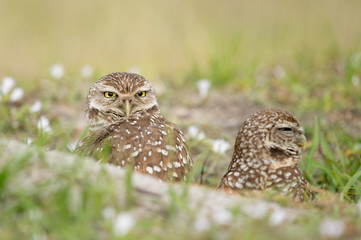 A Burrowing Owl pair stand in their burrow in soft overcast light with green grass around it.