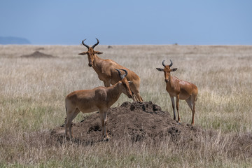 Naklejka na ściany i meble antelopes watching over a termite, looking for lions