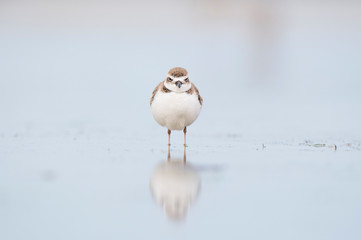A Wilson's Plover stands in shallow water facing directly forward and head on in soft light with a reflection.