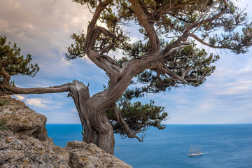 Sailboat in the sea bay