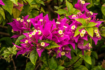 Beautiful flowers blooming on the bushes around the pond
