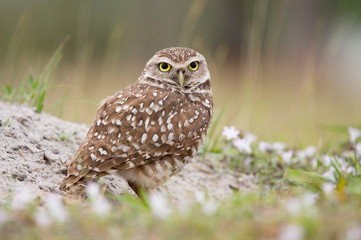 A small Burrowing Owl stands near the sand by its burrow with green and brown grass around it.