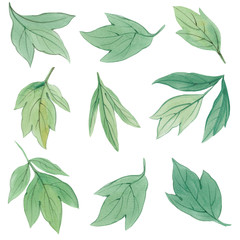 Set of Green leaves. Botanical clipart.  Floral Design elements. Botanical illustration isolated on white background.