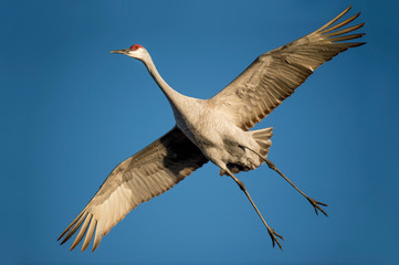 A Sandhill Crane with its wings spread wide as it flies with a bright blue sky background.