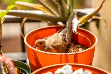 A couple of doves made a nest in an empty flower pot out on our balconyand now we have two chicks as well.