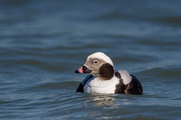 A male Long-tailed Duck drake swims in the blue water on a bright sunny day.