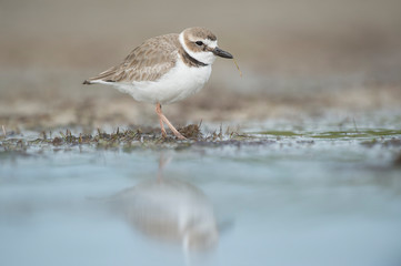 A WIlson's Plover stands in shallow water with a soft reflection with a piece of grass in its bill in soft light.