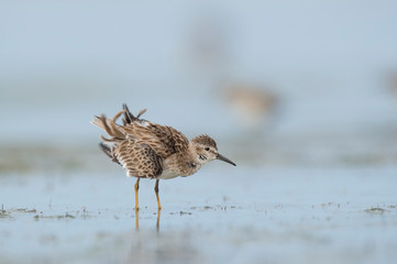 A Least Sandpiper stands in shallow water with its feathers ruffled while it shakes.