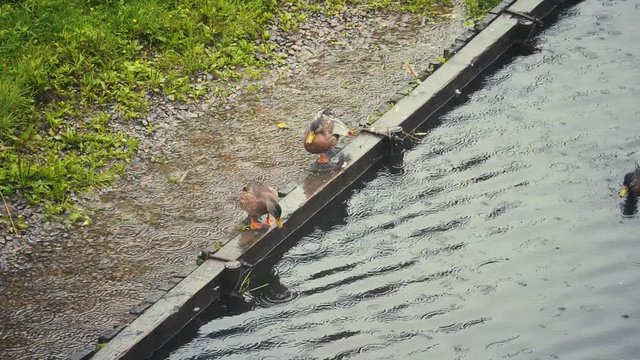 Flock of ducks (three) spending time on the river under hard rain. Swiming and drinking. Slow motion.