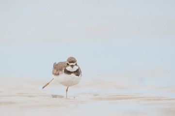 A Semipalmated Plover standing in wet sand while it shakes its leg with a smooth light blue background.