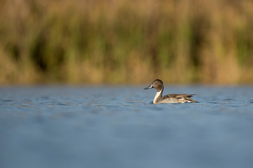 A Northern Pintail drake swims on bright blue water on a sunny day.