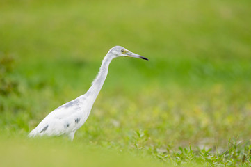 A white colored juvenile Little Blue Heron stands in the grass with a smooth green background in soft overcast light.
