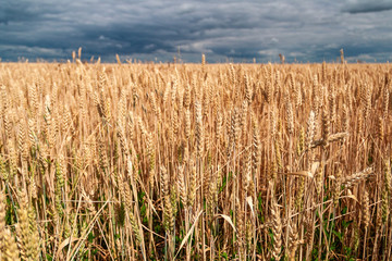 Wheat field. Background of ripening ears of wheat.