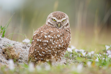 A Florida Burrowing Owl stands near its burrow with a very angry expression with its head tipped down and bright yellow eyes peering out.