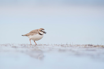 A Wilson's Plover stands on a small area of wet sand with its reflection in soft light with a smooth light blue background.