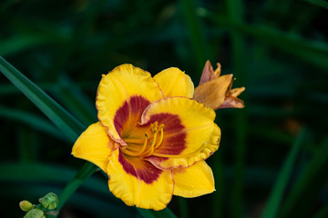 Luxury flower Daylily, Hemerocalis Little Bumble Bee in the garden. Edible flower. Daylilies are perennial plants. They only bloom for 24 hours.