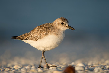 A Black-bellied Plover stands on a shell covered beach in the early golden sun with a smooth blue background.