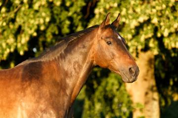 Portrait eines braunen Pferdes