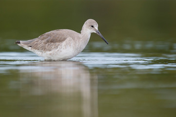 A Willet stands in shallow water that is reflecting green in soft overcast light.