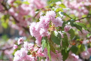 Obraz premium Sakura